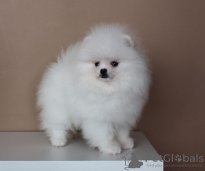 Photo №1. pomeranian - for sale in the city of Vilnius | negotiated | Announcement № 41541