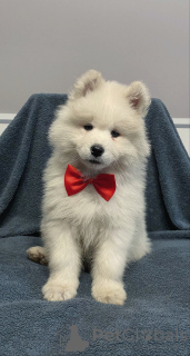 Photo №1. samoyed dog - for sale in the city of Gostyń | 639$ | Announcement № 91600