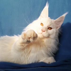 Photo №2 to announcement № 2339 for the sale of maine coon - buy in Russian Federation from nursery
