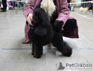 Additional photos: Black toy poodle is looking for a lady to mate