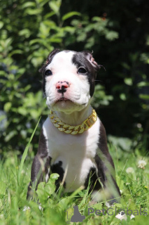 Photo №1. american bully - for sale in the city of Ramenskoye | 1522$ | Announcement № 147531