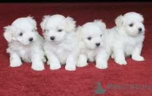 Photo №4. I will sell maltese dog in the city of Berlin.  - price - negotiated