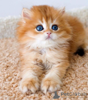 Photo №1. persian cat - for sale in the city of Denver | 250$ | Announcement № 104323