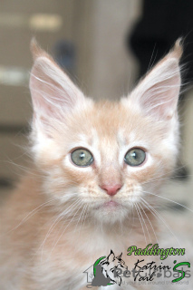 Photo №3. Maine Coon Boy red smoke. Russian Federation