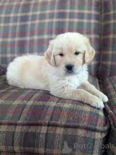 Photo №3. Mir hunn schéi Golden Retriever Welpen, déi en léift Doheem sichen!. Luxembourg