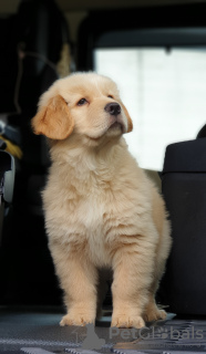 Photo №1. golden retriever - for sale in the city of Murcia | negotiated | Announcement № 48054