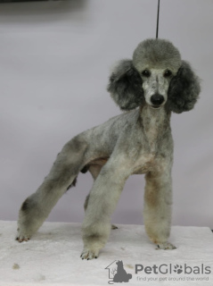 Photo №1. poodle (dwarf) - for sale in the city of Москва | Is free | Announcement № 22505
