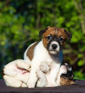 Photo №1. jack russell terrier - for sale in the city of St. Petersburg | negotiated | Announcement № 2523