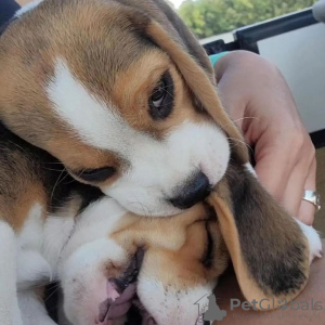 Photo №3. Beautiful tricolor beagle puppies.. Germany