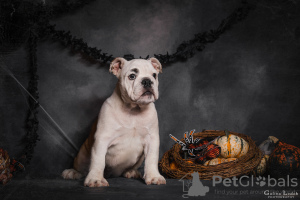 Photo №3. English bulldog puppies. Ukraine