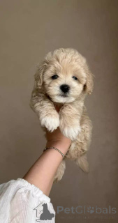 Photo №2 to announcement № 154941 for the sale of maltipu - buy in Germany breeder