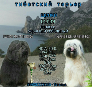 Photo №1. tibetan terrier - for sale in the city of Tver | Negotiated | Announcement № 4253