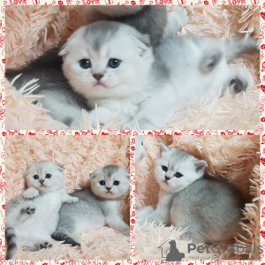 Photo №2 to announcement № 35612 for the sale of scottish fold - buy in Belarus private announcement