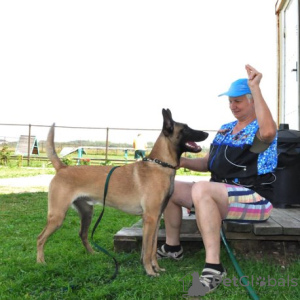 Photo №2 to announcement № 8575 for the sale of belgian shepherd - buy in Russian Federation breeder