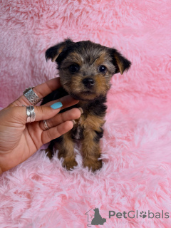 Photo №4. I will sell yorkshire terrier in the city of Montpellier. breeder - price - negotiated