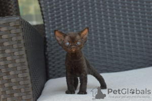 Photo №3. Vaccinated Devon Rex kittens available for sale to loving homes with safe home. Spain