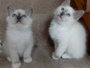 Photo №1. birman - for sale in the city of Yankee Town | negotiated | Announcement № 10005