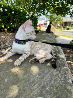 Photo №1. bengal cat - for sale in the city of Dielsdorf | 706$ | Announcement № 152643