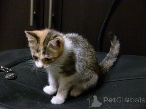 Photo №4. I will sell  in the city of Moscow river. private announcement - price - Is free