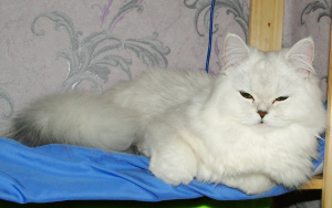 Additional photos: Scottish fluffy silver cat