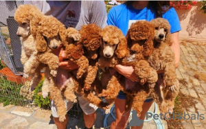 Photo №1. poodle (royal) - for sale in the city of Werbass | negotiated | Announcement № 110778