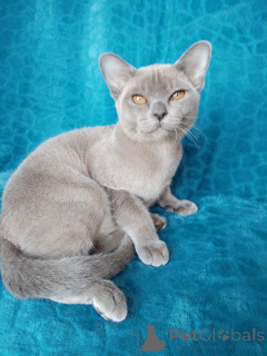 Photo №3. Burman kitten. Russian Federation