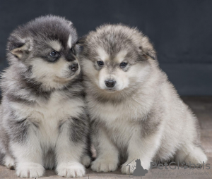 Photo №1. alaskan malamute - for sale in the city of Stockholm | negotiated | Announcement № 113245