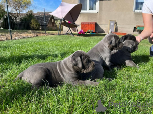 Photo №2 to announcement № 160294 for the sale of cane corso - buy in Finland private announcement