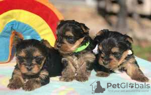 Photo №1. yorkshire terrier - for sale in the city of Halifax | 350$ | Announcement № 127953