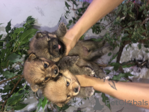 Photo №3. pomeranian puppies. Belarus