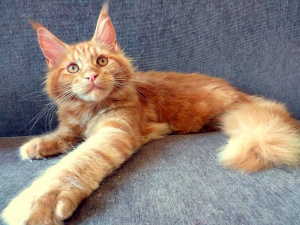 Photo №1. maine coon - for sale in the city of Москва | 271$ | Announcement № 3040