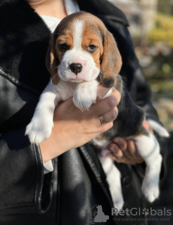 Additional photos: Beagle puppies for sale.