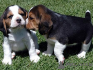 Photo №2 to announcement № 136961 for the sale of beagle - buy in Switzerland breeder