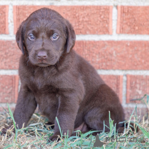 Photo №1. labrador retriever - for sale in the city of Berlin | 516$ | Announcement № 175901