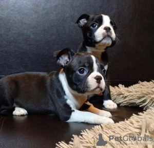 Photo №1. boston terrier - for sale in the city of Helsinki | 370$ | Announcement № 65565