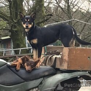 Photo №3. Pure Australian Kelpie sheepdog puppies. Australia