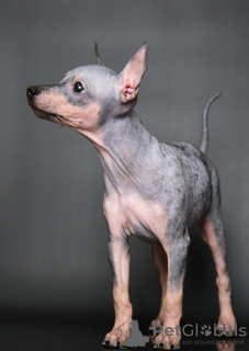 Additional photos: American Hairless Terrier puppies