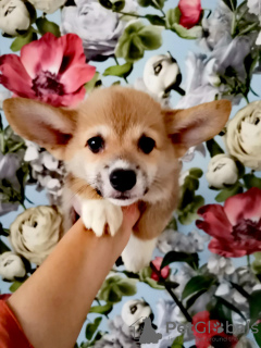 Photo №4. I will sell welsh corgi in the city of Bialystok. private announcement - price - 728$