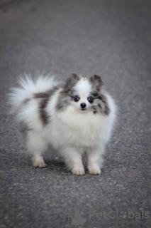 Photo №3. Pomeranian girl. Belarus