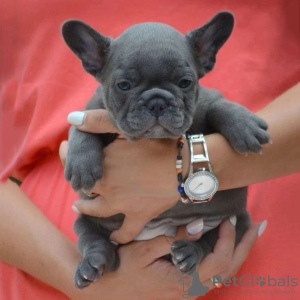 Photo №1. french bulldog - for sale in the city of Košice | Is free | Announcement № 92881