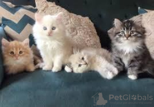 Photo №1. siberian cat - for sale in the city of Антверпен | negotiated | Announcement № 75559