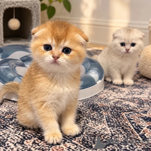 Photo №1. scottish fold - for sale in the city of OberstDorf | 361$ | Announcement № 178055