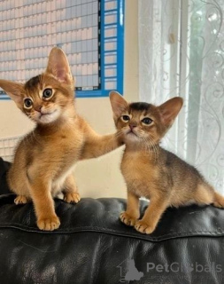 Photo №1. abyssinian cat - for sale in the city of Überlingen | 329$ | Announcement № 148542