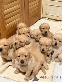 Photo №1. labrador retriever - for sale in the city of Houston | 500$ | Announcement № 168818
