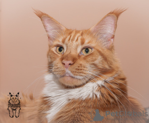 Photo №2 to announcement № 7603 for the sale of maine coon - buy in Russian Federation private announcement, from nursery, breeder