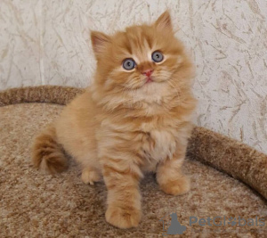 Photo №2 to announcement № 89608 for the sale of british shorthair - buy in United States private announcement