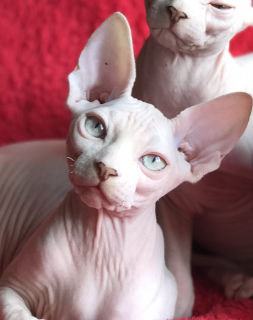 Photo №1. sphynx-katze - for sale in the city of Kiev | 600$ | Announcement № 5791
