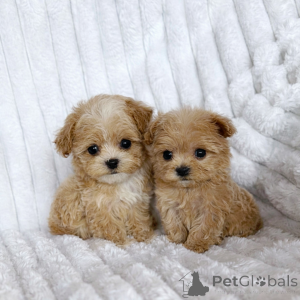 Photo №2 to announcement № 147473 for the sale of maltipu - buy in Ukraine from nursery, breeder
