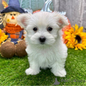 Photo №3. Available Maltese Puppies. Germany