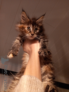 Photo №1. maine coon - for sale in the city of Kristinestad | 740$ | Announcement № 90281